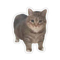 ee oo ee Cat Sticker
